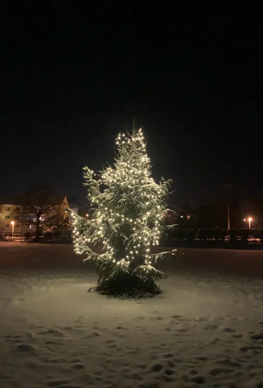 Ein Tannenbaum im Mittelkreis: Wie der Stammtisch den Fasanengarten schmückt